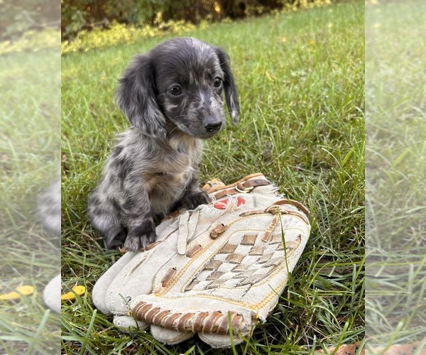 Medium Photo #4 Dachshund Puppy For Sale in MIDDLEBURY, IN, USA
