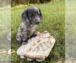 Small #3 Dachshund