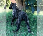 Small Photo #12 Presa Canario Puppy For Sale in MESA, AZ, USA