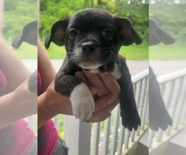 Medium Photo #2 French Bullhuahua Puppy For Sale in SPRAGGS, PA, USA