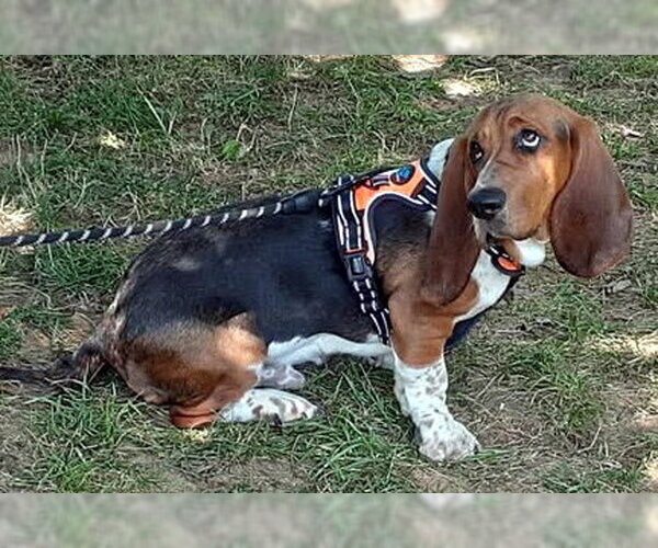 Medium Photo #1 Basset Hound Puppy For Sale in Deepwater, NJ, USA
