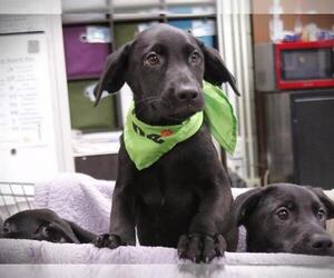 Labrador Retriever Dogs for adoption in Tallahassee, FL, USA