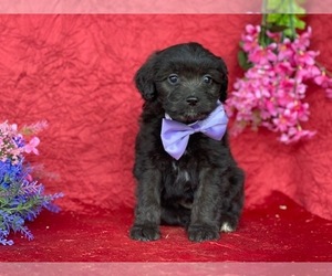 F2 Aussiedoodle Puppy for sale in LANCASTER, PA, USA