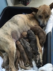 Mother of the Thai Ridgeback puppies born on 11/27/2016