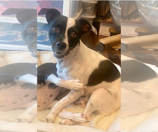 Medium Photo #5 Jack-Rat Terrier Puppy For Sale in Newport Beach, CA, USA