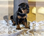 Puppy Black Male Doberman Pinscher