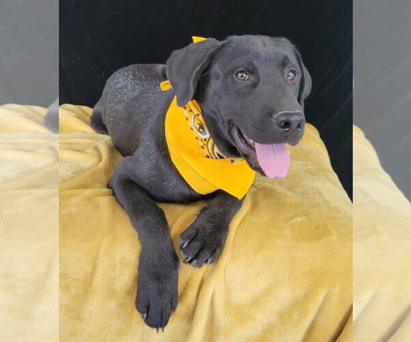 Medium Photo #2 Labrador Retriever-Unknown Mix Puppy For Sale in Mt. Laurel, NJ, USA