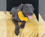 Small #1 Labrador Retriever Mix