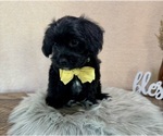 Small #3 YorkiePoo