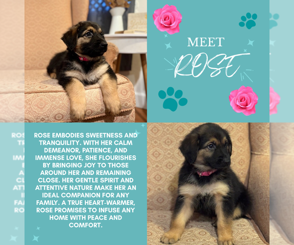 Medium Photo #1 Golden Shepherd Puppy For Sale in OCEANSIDE, CA, USA