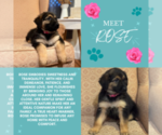 Puppy Rose Golden Shepherd