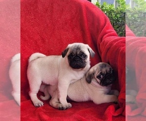 Pug Puppy for sale in SILVER SPRINGS, FL, USA