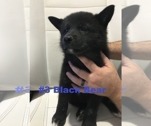 American Eskimo Dog-German Shepherd Dog Mix Puppy for sale in AURORA, CO, USA