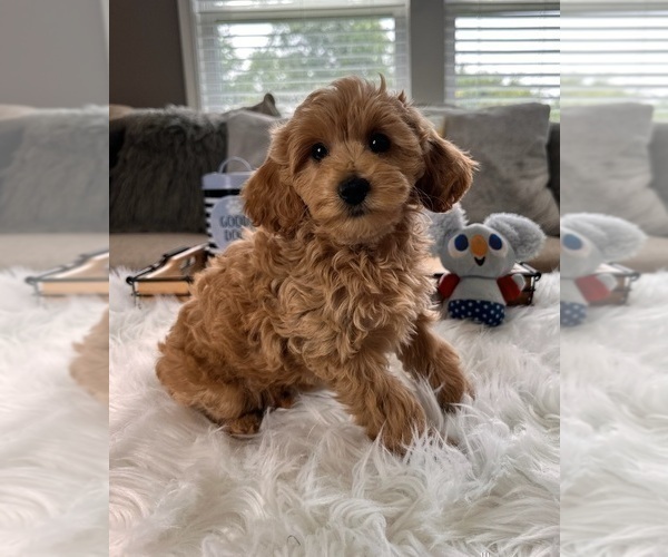 Medium Photo #4 Goldendoodle (Miniature) Puppy For Sale in INDIANAPOLIS, IN, USA