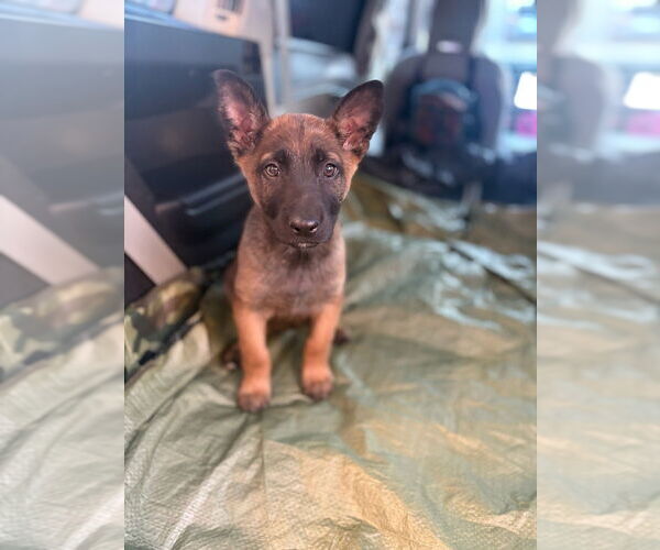 Medium Photo #1 Mutt Puppy For Sale in Imlay City, MI, USA