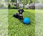 Small #1 Doberman Pinscher-Great Pyrenees Mix