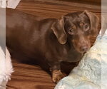 Small #2 Dachshund