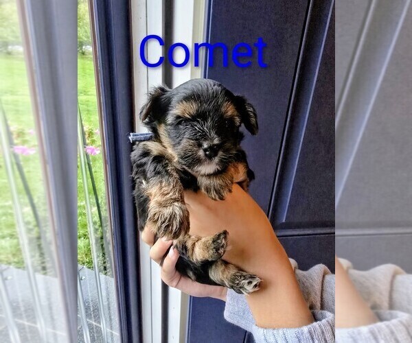 Medium Photo #1 Yorkshire Terrier Puppy For Sale in EAST BRIDGEWATER, MA, USA
