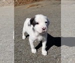 Puppy 1 American Pit Bull Terrier-Great Pyrenees Mix