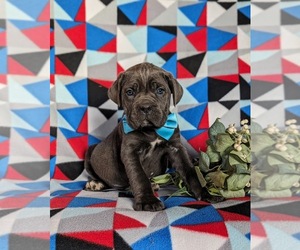 Cane Corso Puppy for sale in KIRKWOOD, PA, USA