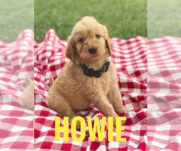Medium Photo #1 Goldendoodle (Miniature) Puppy For Sale in BOWLING GREEN, KY, USA