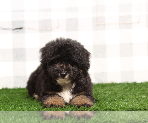 Bernedoodle (Miniature) Puppy for sale in MARIETTA, GA, USA