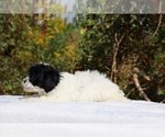 Small #27 ShihPoo