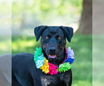 Small #3 Labrador Retriever Mix