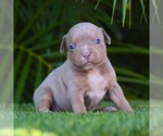 Puppy 9 American Bully