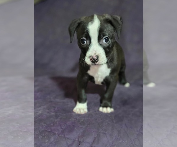 Medium Photo #1 Boxer-Unknown Mix Puppy For Sale in McKinney, TX, USA