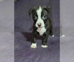 Small Boxer Mix