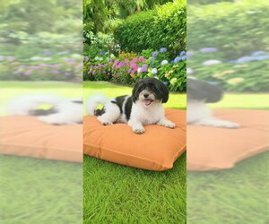 Milo - Male Shih Tzu Dog for Adoption - Photo #4