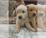 Small #7 Golden Retriever