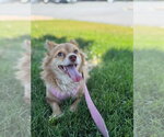 Small Chihuahua Mix