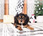 Small Photo #4 Cavalier King Charles Spaniel Puppy For Sale in NAPLES, FL, USA