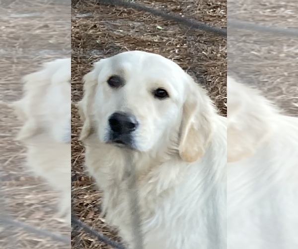 Medium Photo #3 English Cream Golden Retriever Puppy For Sale in BARNWELL, SC, USA