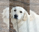 Small #2 English Cream Golden Retriever