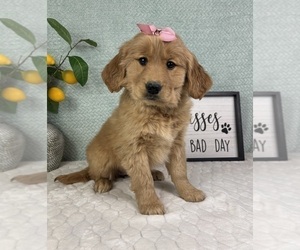Golden Retriever Puppy for sale in FRANKLIN, IN, USA