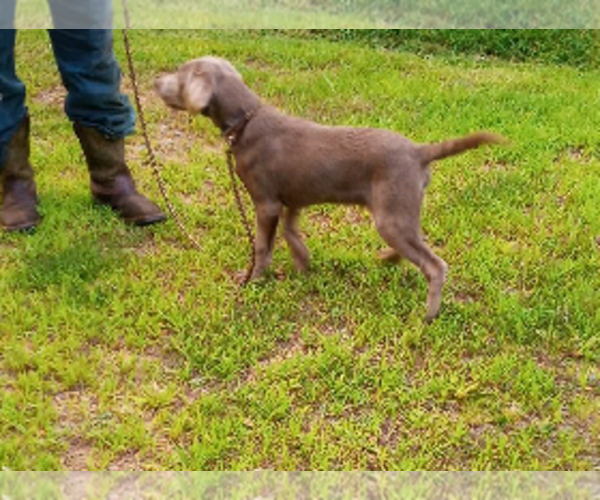 Medium Photo #3 Labrador Retriever Puppy For Sale in ASHEBORO, NC, USA
