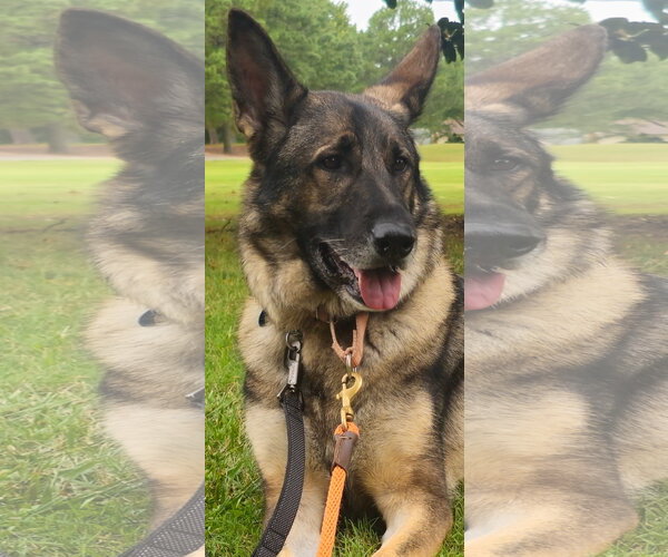 Medium Photo #3 German Shepherd Dog Puppy For Sale in Centreville, VA, USA