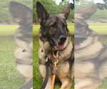 Small #2 German Shepherd Dog