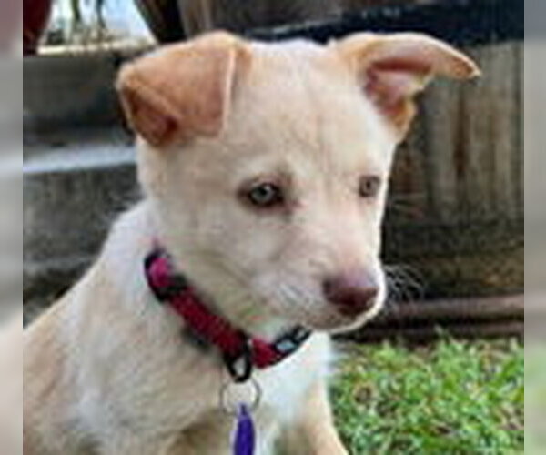 Medium Photo #4 Mutt Puppy For Sale in Fremont, CA, USA