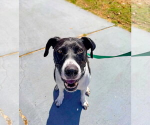 Lucy - Female Lab-Pointer Dog for Adoption - Photo #8