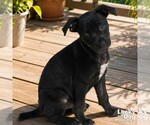 Small #2 Labrador Retriever Mix