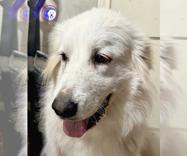 Medium Photo #4 Great Pyrenees Puppy For Sale in Spring, TX, USA