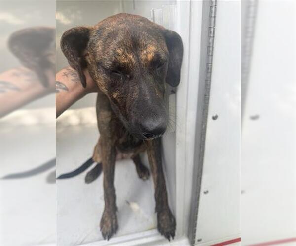 Medium Photo #1 Plott Hound-Unknown Mix Puppy For Sale in Houston, TX, USA