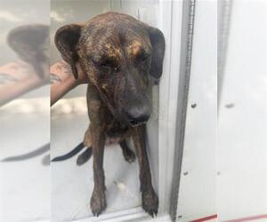 Plott Hound-Unknown Mix Dogs for adoption in Houston, TX, USA