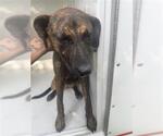 Small Plott Hound Mix