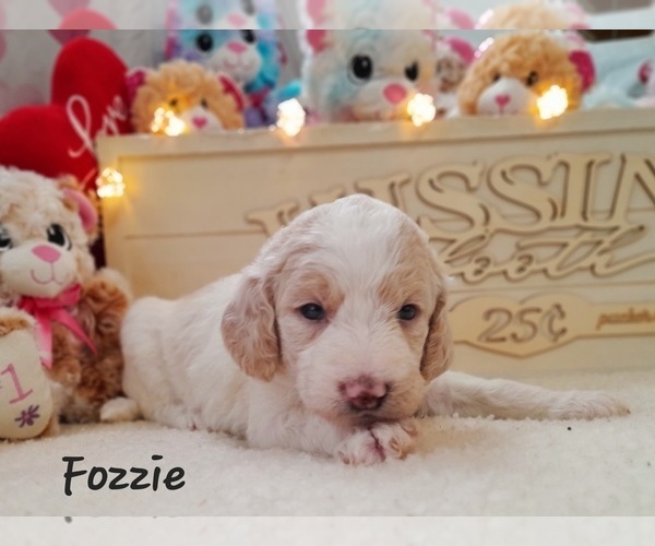 Medium Photo #4 Labradoodle-Poodle (Standard) Mix Puppy For Sale in MILLVILLE, MN, USA