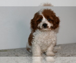 Puppy Callie Cavapoo